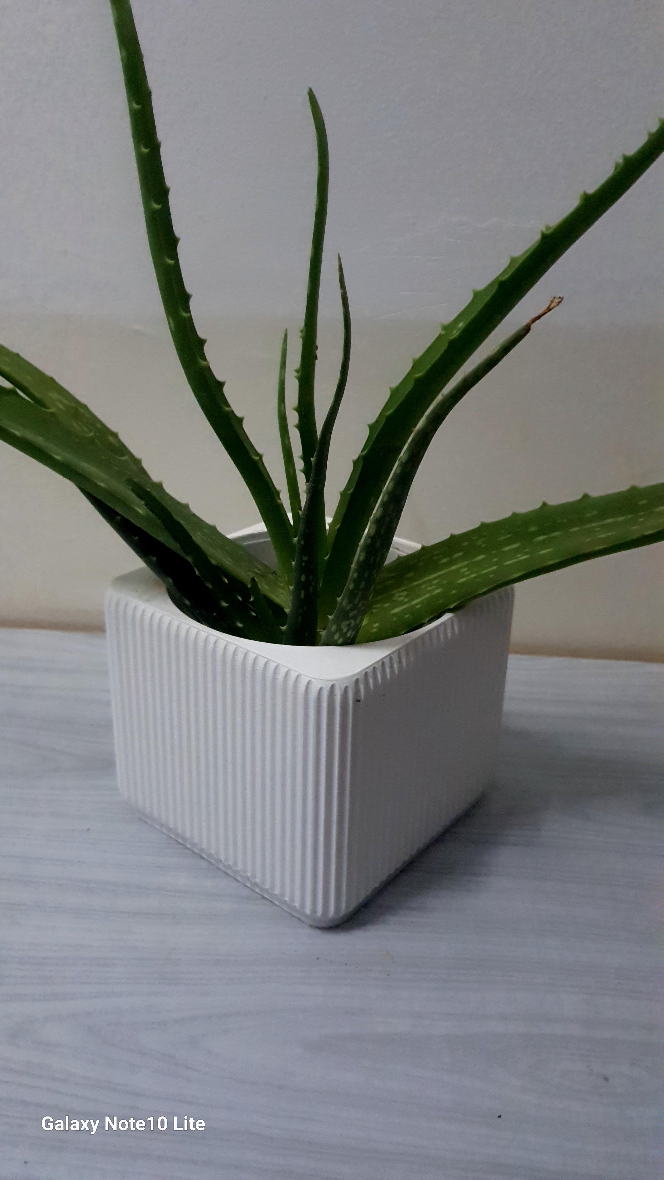 Plant
